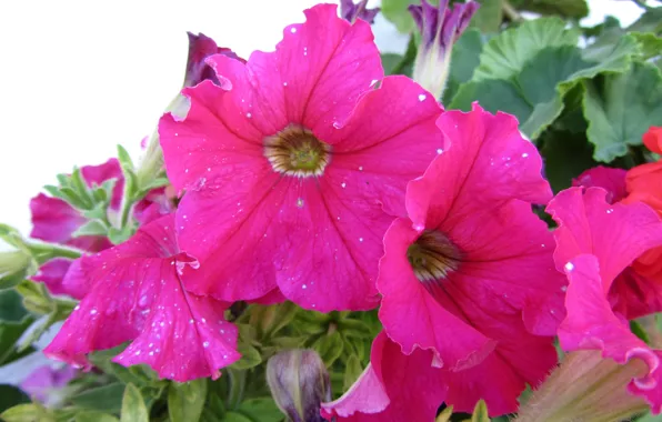 Nature, beautiful, Flowes