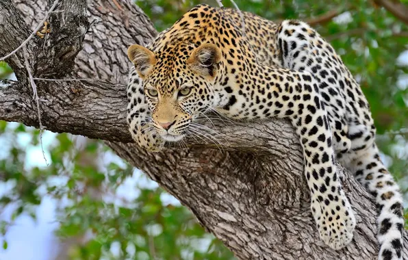 Картинка дерево, Леопард, большая кошка