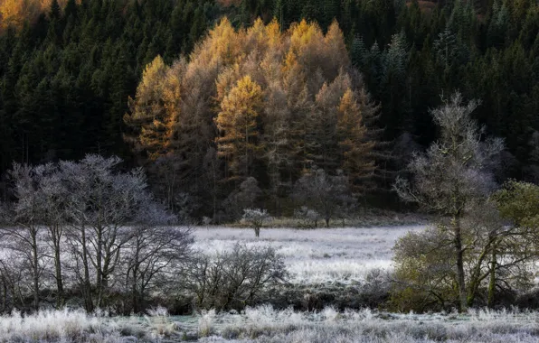 Осень, лес, природа