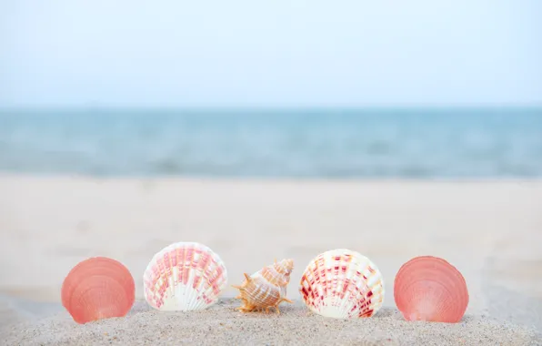 Песок, море, лето, природа, тропики, ракушки, summer, sea