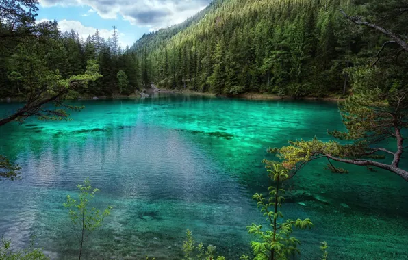 Лес, деревья, озеро, Австрия, Grüner See, Зеленое озеро