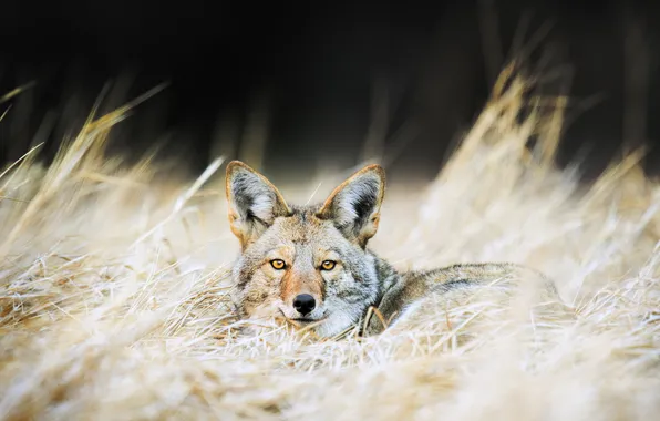 Картинка природа, фон, Coyote