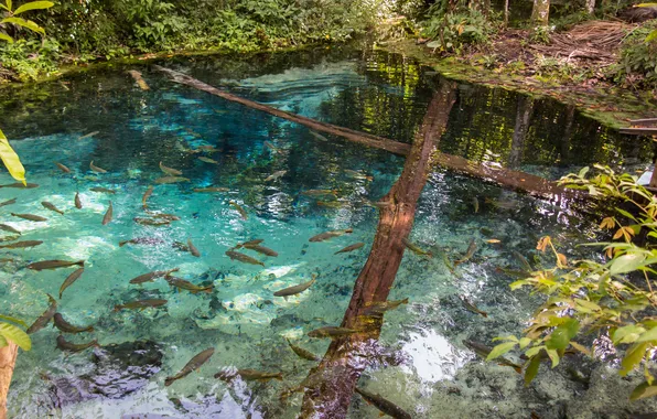 Trees, fish, pond, clear water