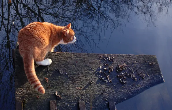 Картинка кошка, вода, фон