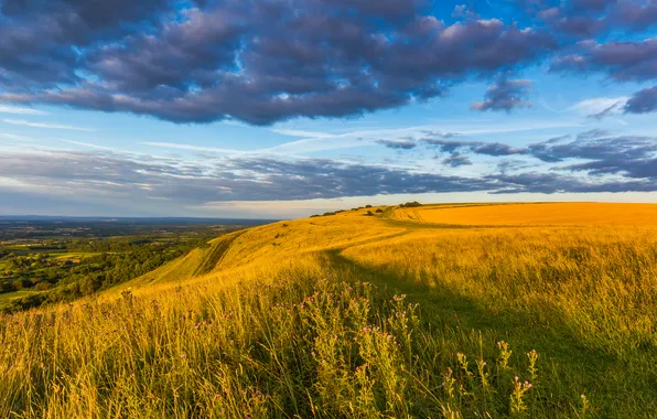 Картинка поле, небо, трава, облака, пейзаж, цветы, природа, Англия