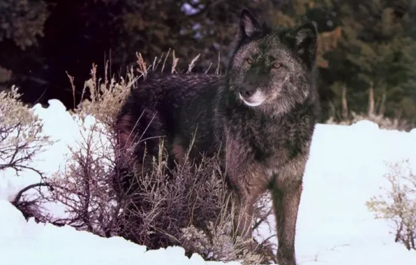 Картинка nature, predator, animal, wolf, wildlife, portrait, Black Wolf, portrait.