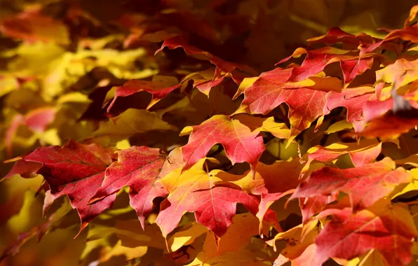 Осень, листья, природа, ковер, клен
