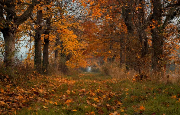 Картинка осень, листья, природа