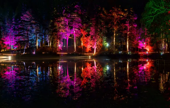 Картинка деревья, ночь, огни, пруд, парк, цвет