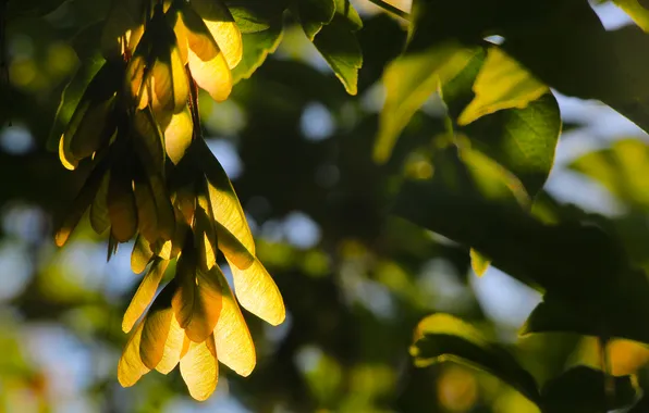 Leafs, plant, twig