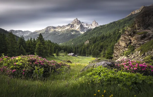 Картинка лес, трава, пейзаж, цветы, горы, природа, красота, луг