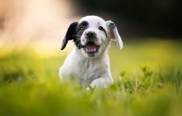 Картинка трава, радость, настроение, щенок, прогулка, боке, пёсик, Кокер-спаниель