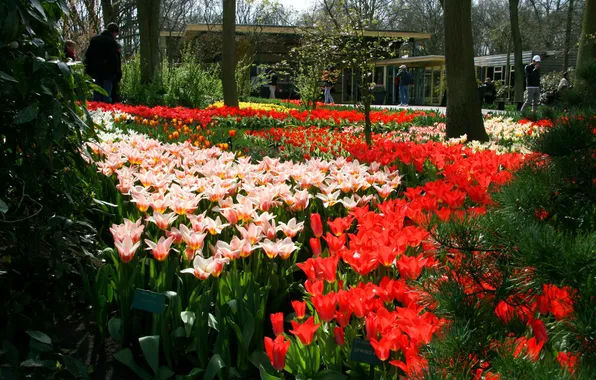 Парк, тюльпаны, Нидерланды, разноцветные, Keukenhof, сад цветов