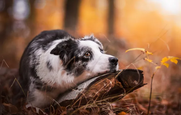 Осень, взгляд, друг, собака