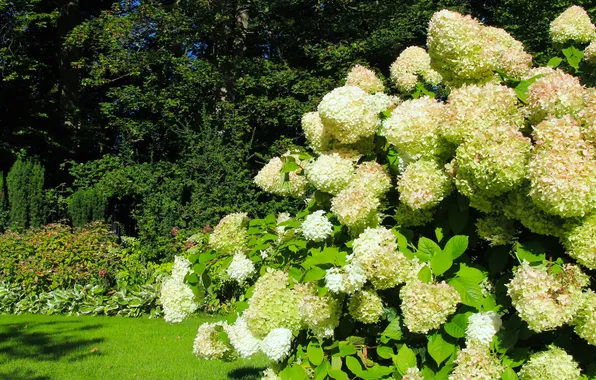 White, flower, garden, hortensja