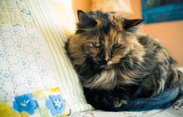 Картинка кошка, взгляд, поза, фон, комната, покрывало, постель, подушка