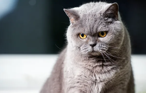 Кошка, глаза, кот, усы, взгляд, серый, фон, портрет