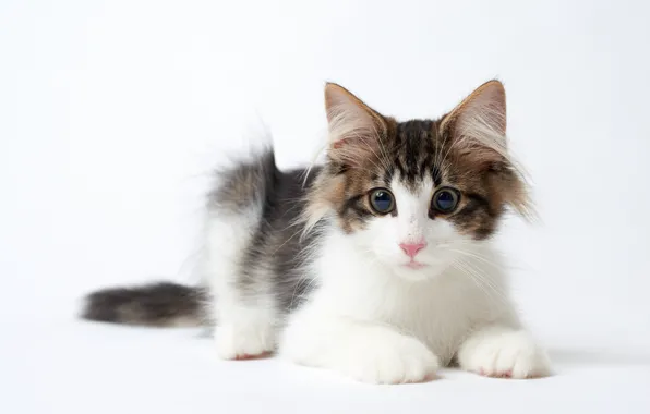Картинка кошка, взгляд, Норвежская лесная кошка