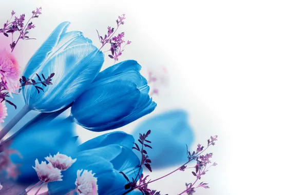 Цветы, голубые, тюльпаны, белый фон, синие, боке, веточки
