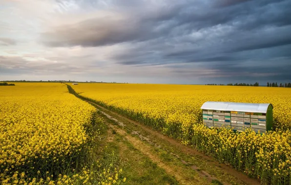 Картинка поле, цветы, Италия, Тоскана