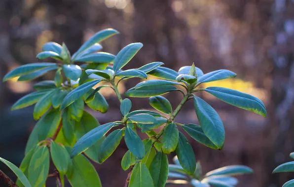 Leafs, twig, hortensja