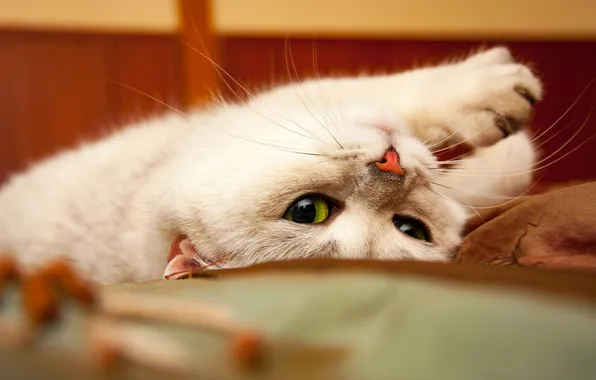 Кошка, кот, взгляд, поза, лапки, белая, мордашка, зеленые глаза