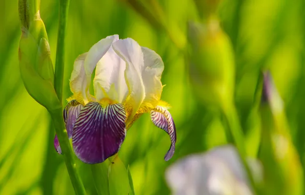 Blooming, iris, lilly