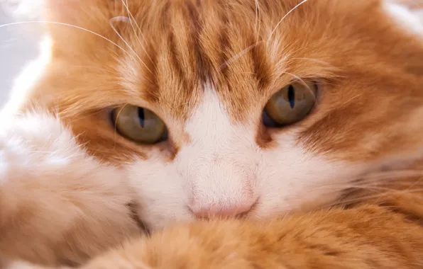 Картинка кошка, взгляд, мордочка, рыжий кот