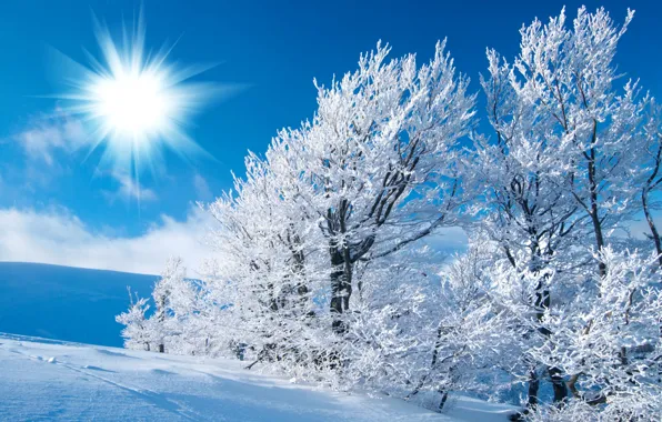 Картинка зима, иней, поле, небо, солнце, свет, снег, деревья