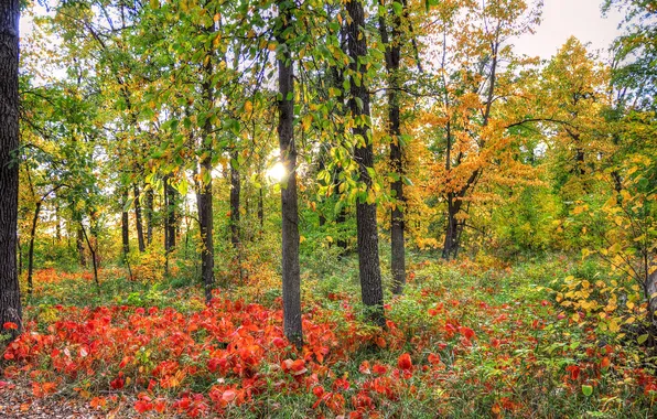 Картинка осень, лес, трава, листья, солнце, свет, деревья, закат