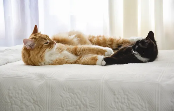 Cats, bed, friends, looking each other