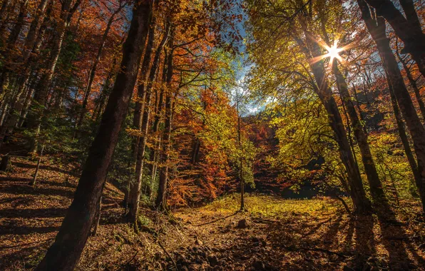 Картинка осень, лес, солнце, лучи, деревья, горы, Черногория, Biogradska Gora National Park