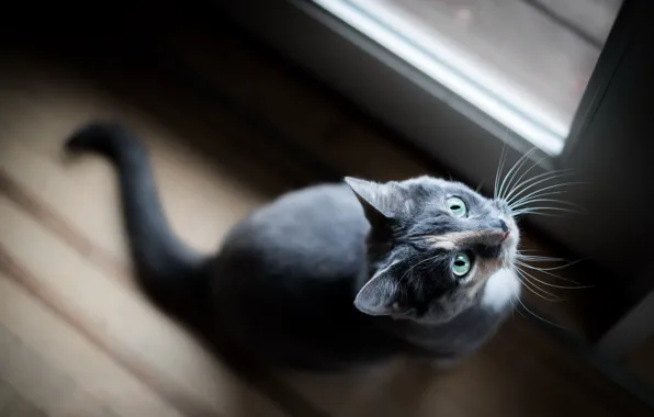 Кошка, взгляд, дома