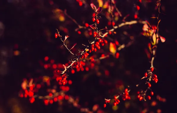 Красный, Природа, Осень, Растение, Сад, Спелый, Red, Nature