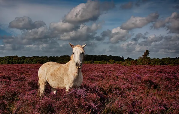 Картинка поле, трава, природа, конь, Лошадь