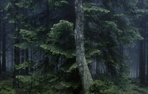 Лес, деревья, природа, туман, Michael Lange