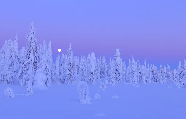 Зима, лес, снег, деревья, ночь, луна, moon, forest