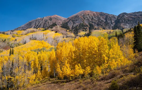 Осень, лес, небо, солнце, деревья, горы, Колорадо, США