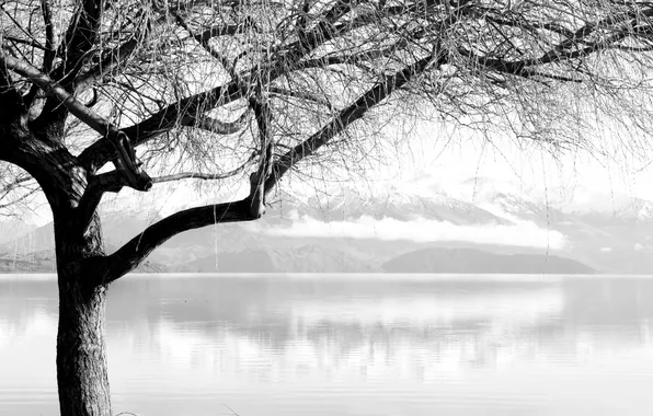 Вода, деревья, ветки, фото, дерево, пейзажи, красивые обои для рабочего стола