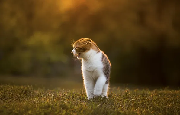 Картинка кошка, трава, свет, природа, размытость, шотландская вислоухая