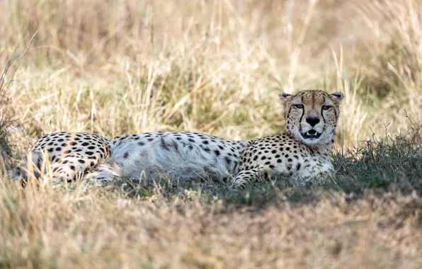 Картинка africa, animal, wildlife, big cat, cheeta