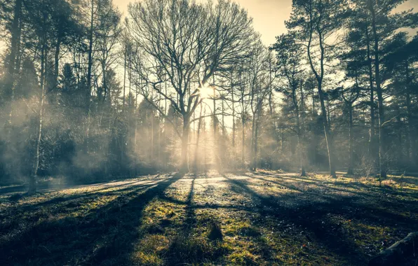 Картинка лес, туман, утро