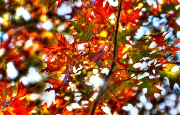 Осень, небо, листья, дерево, ветка, текстура, багрянец