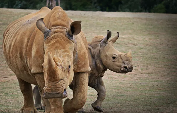 Картинка rhino, Africa, african rhino, indian rhino