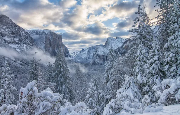 Картинка зима, лес, снег, деревья, горы, ели, Калифорния, California