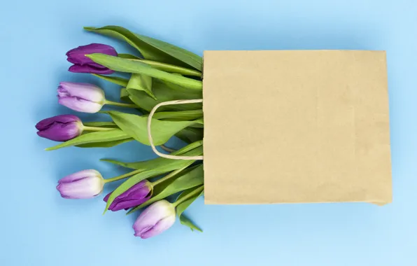 Цветы, фиолетовые, тюльпаны, flowers, beautiful, голубой фон, tulips, spring
