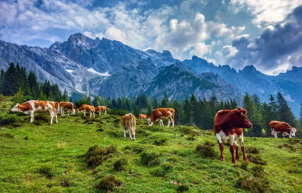 Горы, Австрия, коровы