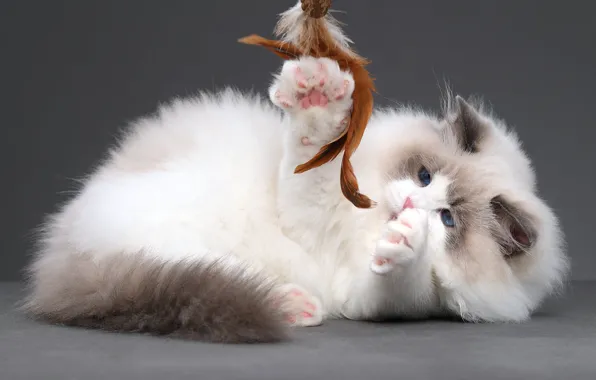 Кошка, кот, поза, перо, игрушка, игра, лапки, лежит