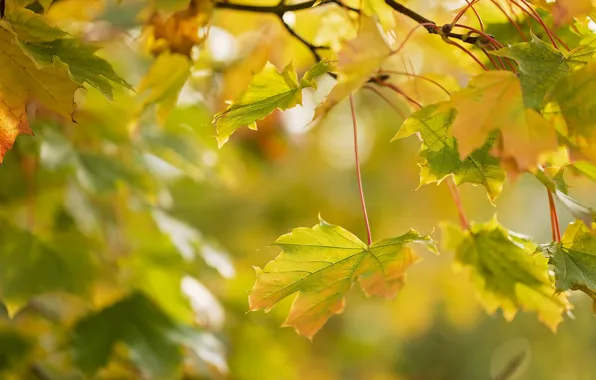 Осень, листья, макро, ветка, клён