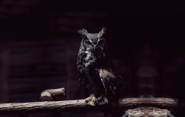 Картинка сова, птица, полумрак, owl